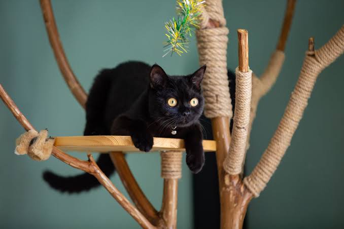 Katzenkratzbaum Natürlich